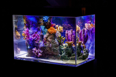 海洋鱼缸