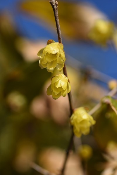 冬天甜蜜的花朵。