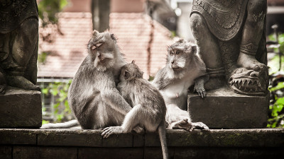 猴子家族坐在神圣的猴子森林里的特写