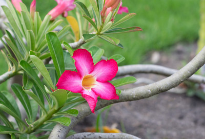 粉红色的花树在公园里。