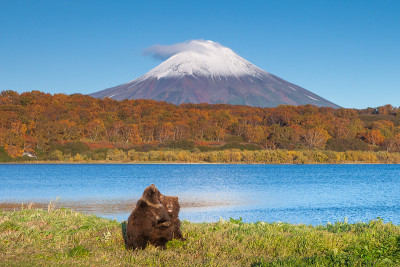 千岛湖岸边的棕熊