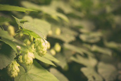 绿色新鲜的啤酒花和叶子生长在啤酒花院子里的草药。特写干燥的绿色成熟啤酒花球果。