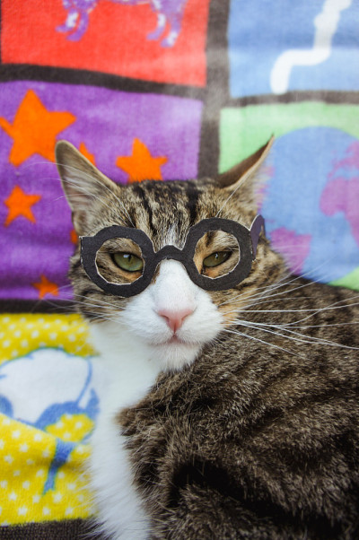 戴眼镜的聪明猫