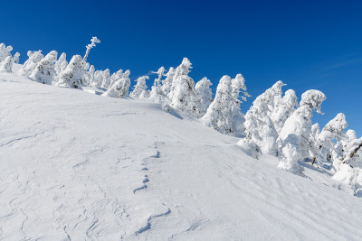 雪覆盖了西岱天山的树木