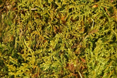 湖,巴伐利亚,德国