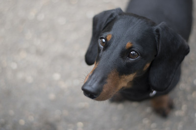腊肠犬