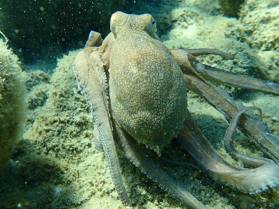 普通章鱼(octopus vulgaris)狩猎