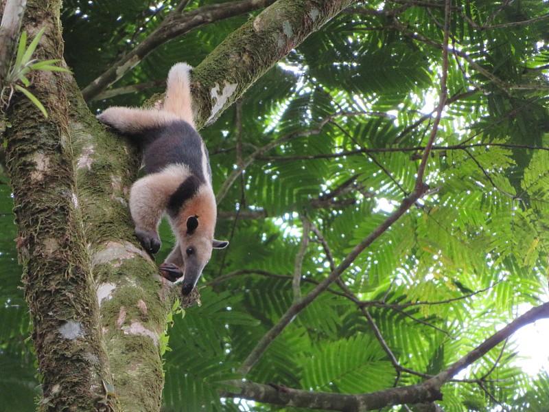 Tamandua、哥斯达黎加