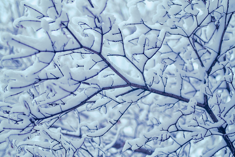 冬天下雪了，树枝被雪覆盖。俄罗斯莫斯科，雪花落在树上。