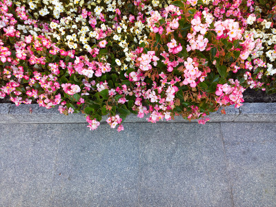 花圃。