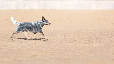 在沙滩上奔跑的澳大利亚牧牛犬或蓝脚后跟犬