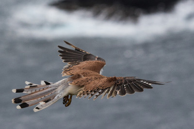 澳大利亚Kestrel - Falco cenchroides