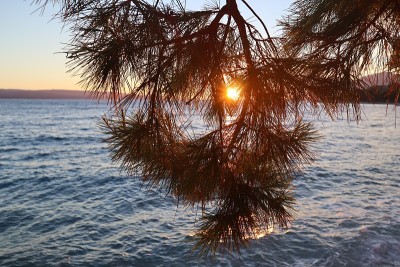 松树枝在夕阳的余晖中映衬着橙色的天空和大海