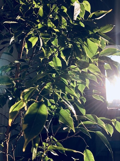 便雅悯