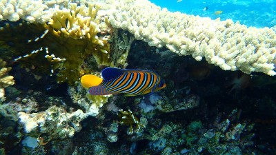 帝王天使鱼或皇家天使鱼(Pygoplites diacanthus)海底，红海，埃及，西奈