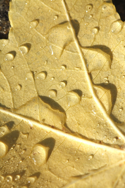 枫叶叶与露水