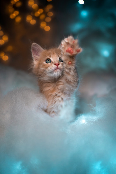 顽皮的姜小猫在彩云和散景灯上举起爪子