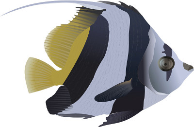 Pennant coralfish