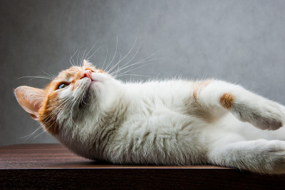 可爱的猫在家里