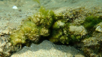 海底绿藻浒苔