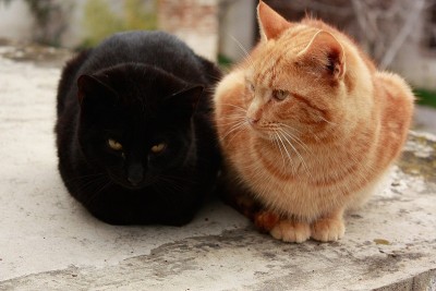 流浪猫在街上休息。一群流浪猫。志愿者们在给一群野猫喂食
