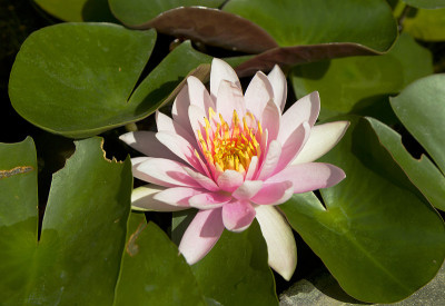 花莲花