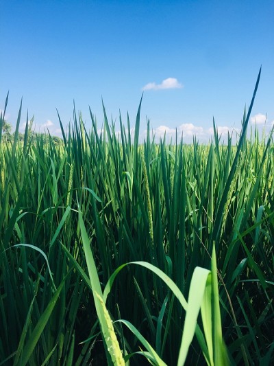 水稻农场