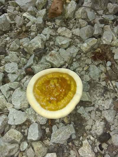 密苏里的野生蘑菇