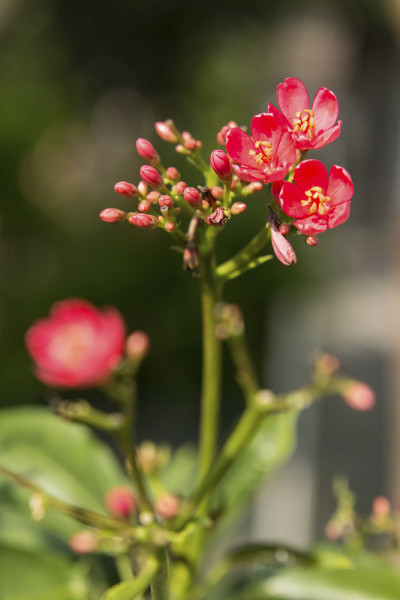 珊瑚花