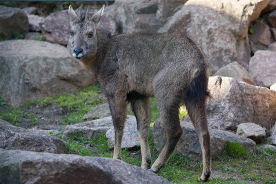 中国羚羊(Nemorhaedus griseus)