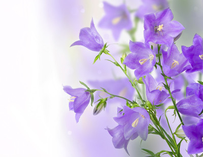 手铃花束