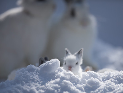 雪地里可爱的小白兔