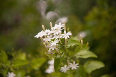 一组白色香星茉莉花或攀缘茉莉花