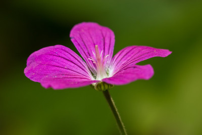 野生天竺葵花