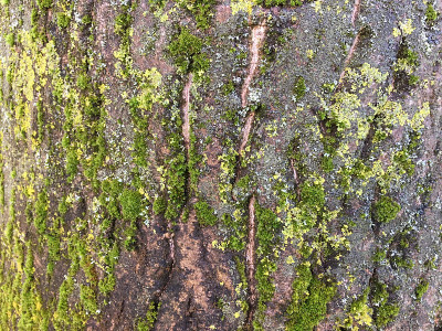 普通核桃树在2018年5月下旬开花