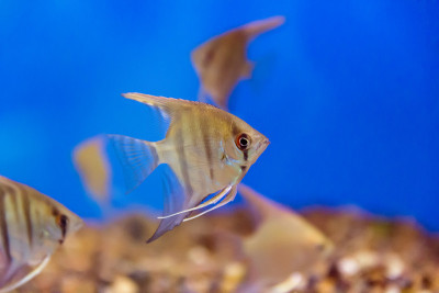 水族馆鱼类天使鱼