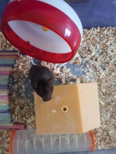 棕色仓鼠不喜欢访客