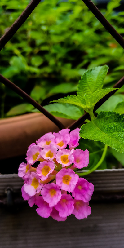 花