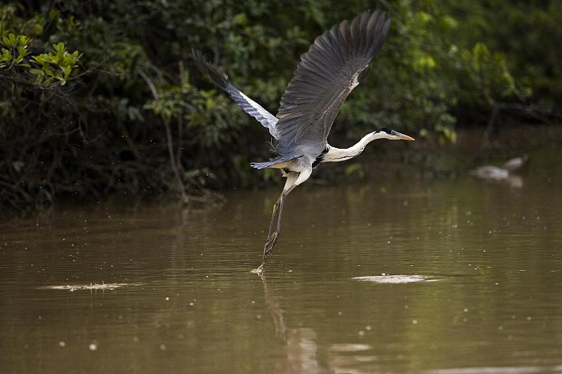 白颈鹭，ardea cocoi，飞行中的成年人，洛斯利亚诺斯在委内瑞拉