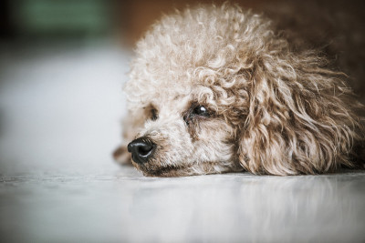 贵宾犬的狗