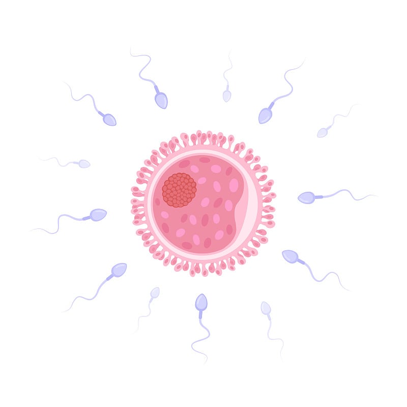 女人的卵子和男人的精子。现实详细的平面矢量插图。受孕、受精卵、人工授精、辅助生殖技术、体外受精、人类