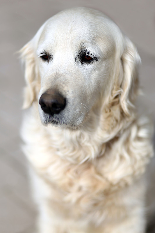 老金毛猎犬血统狗看在自然背景