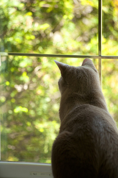 猫的窗口