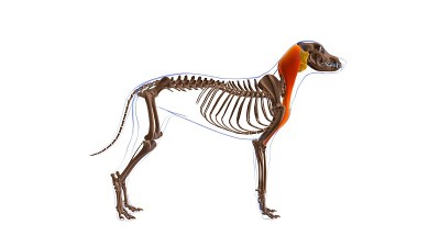 头臂肌肉为医学概念的狗肌肉解剖3D