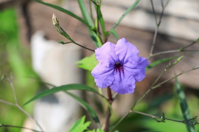 豆荚花紫色绽放在早晨