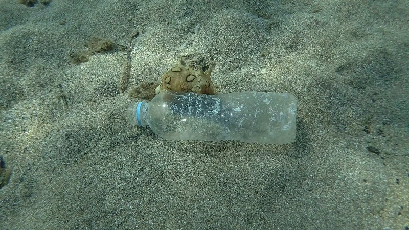 美丽的裸鳃海兔沿着沙底的塑料瓶爬行。顶视图，裸鳃或海蛞蝓斑点海兔(指兔)地中海，欧洲。塑料污染