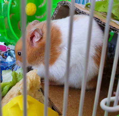 一只仓鼠