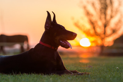 杜宾犬的狗狗