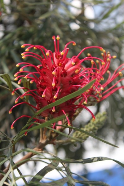 Grevillea banksii
