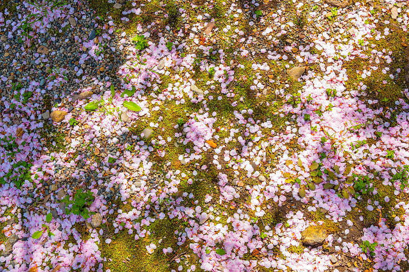 樱花，樱花的花瓣落在地上